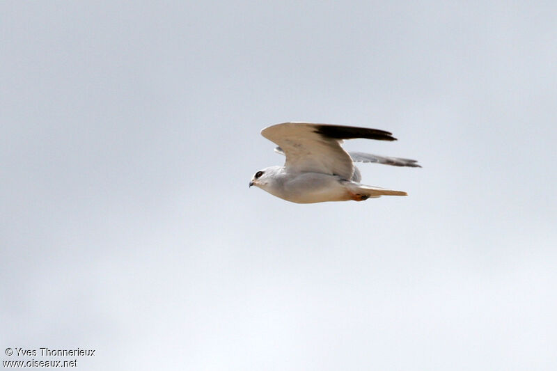 Black-winged Kiteadult