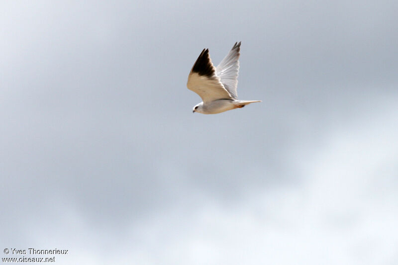 Black-winged Kiteadult