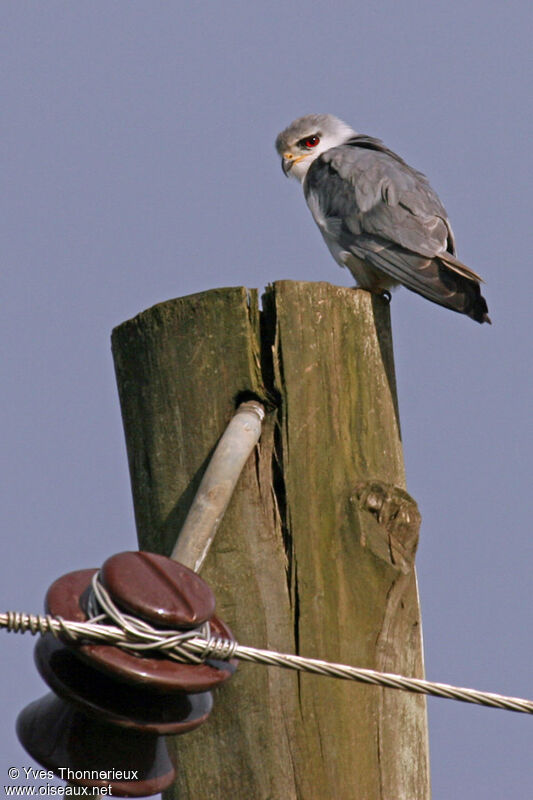 Black-winged Kite