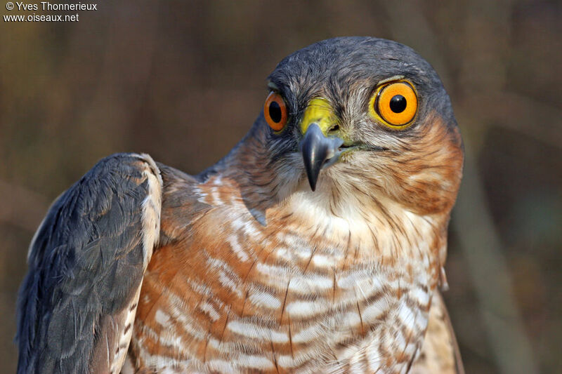 Eurasian Sparrowhawk