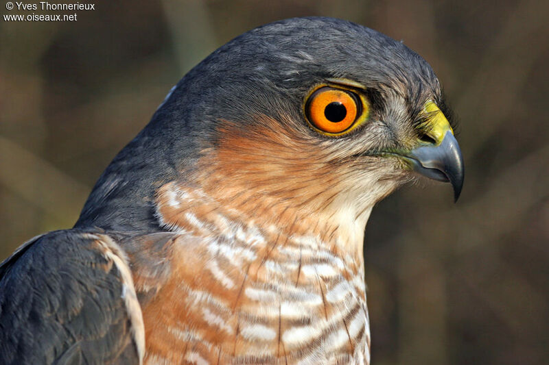 Eurasian Sparrowhawk male adult