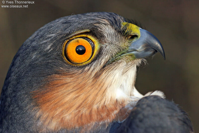 Eurasian Sparrowhawk male adult