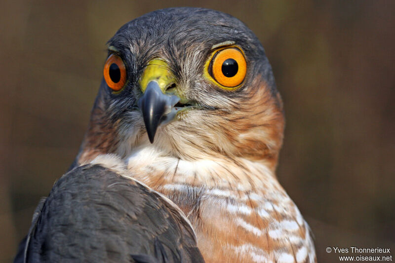 Eurasian Sparrowhawk