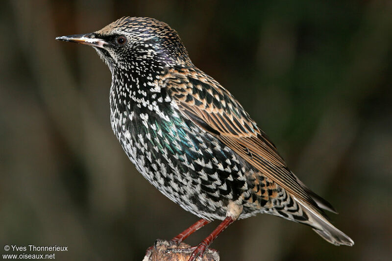 Common Starling