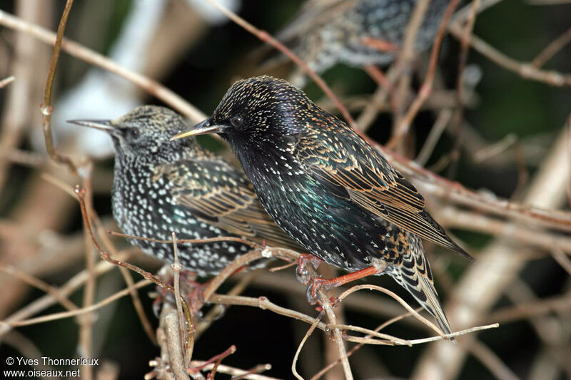 Common Starling