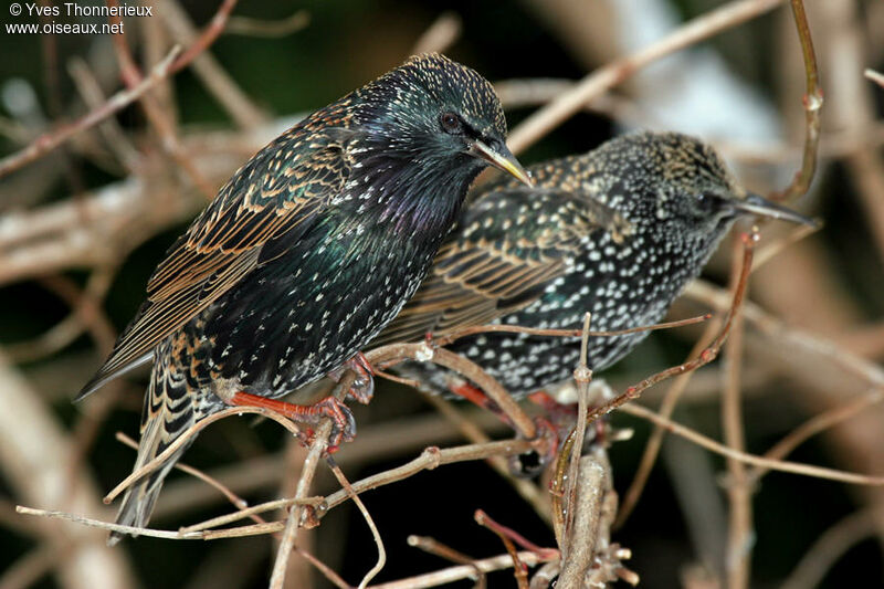 Common Starling