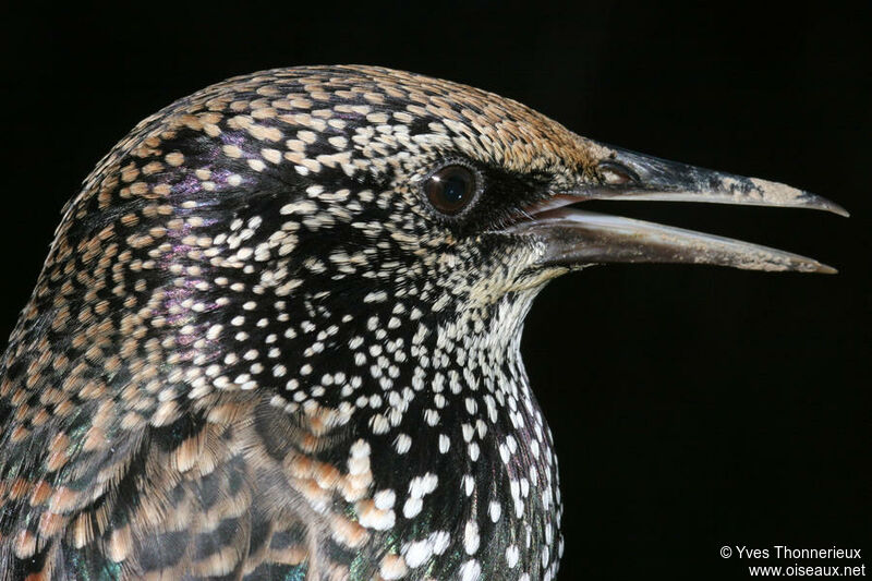 Common Starling