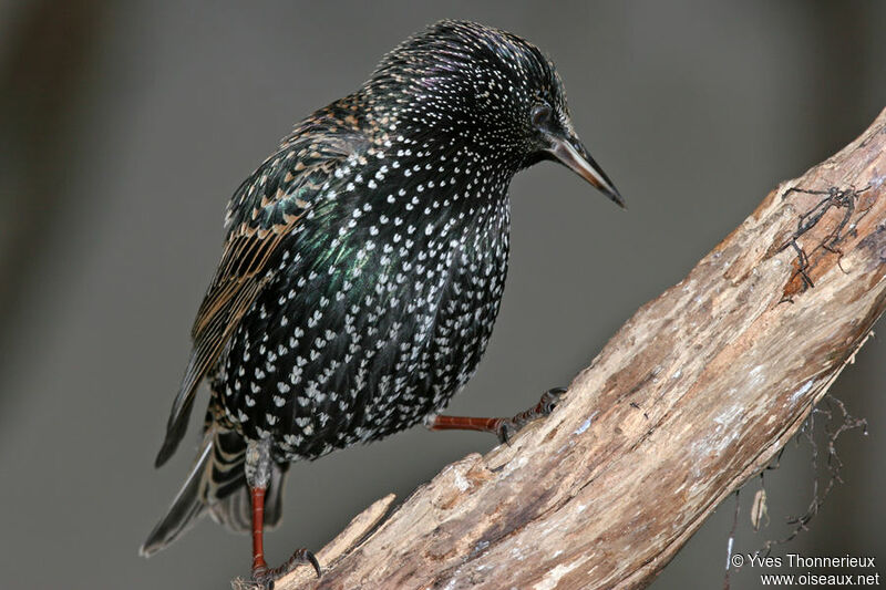 Common Starling