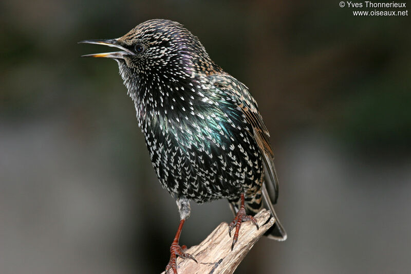 Common Starling