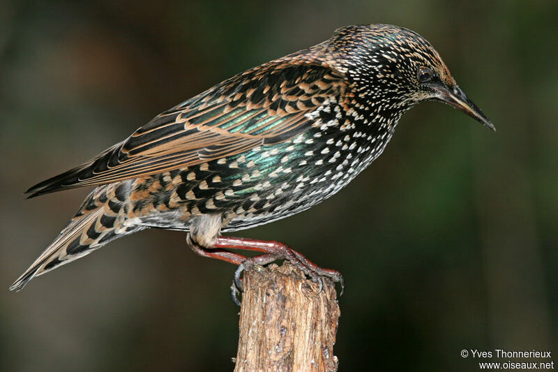 Common Starling