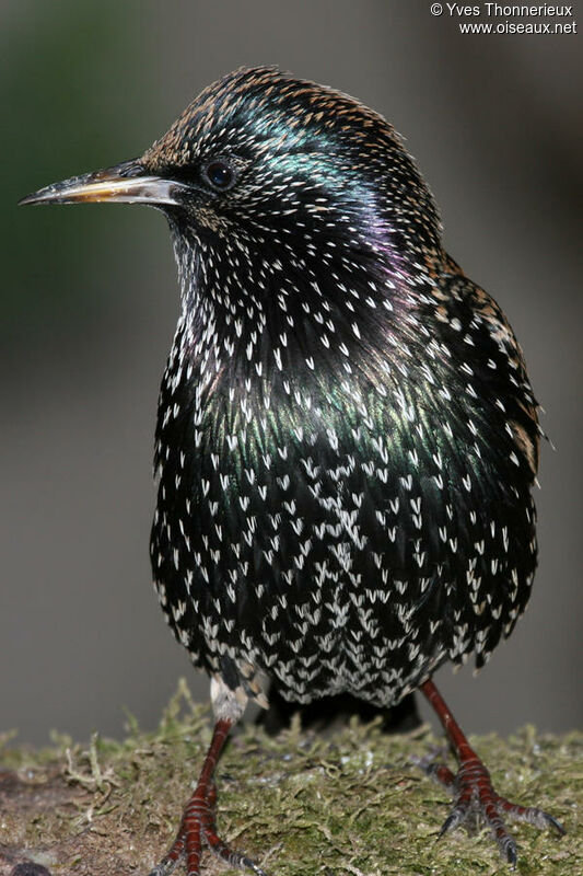 Common Starling