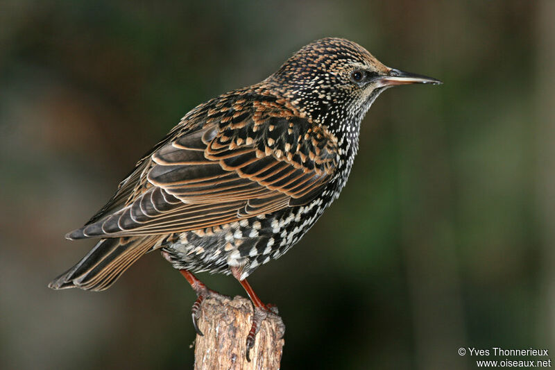 Common Starling