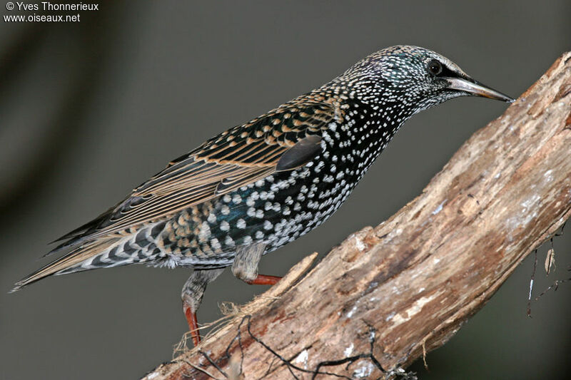 Common Starling