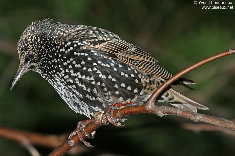 Common Starling