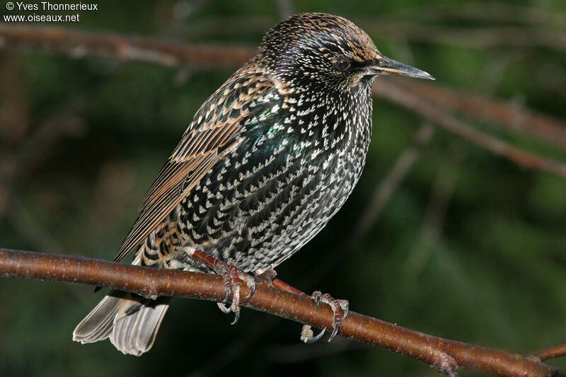 Common Starling