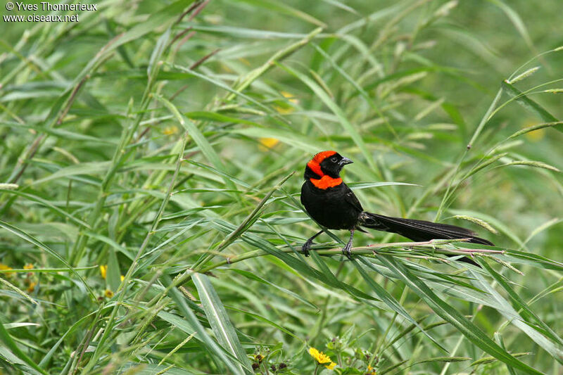 Red-cowled Widowbird male adult breeding, habitat, pigmentation