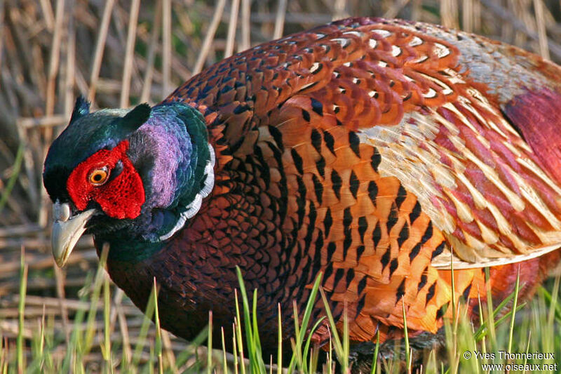 Common Pheasant