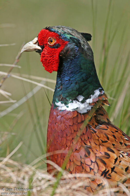 Common Pheasant male adult