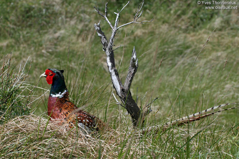 Common Pheasant male adult