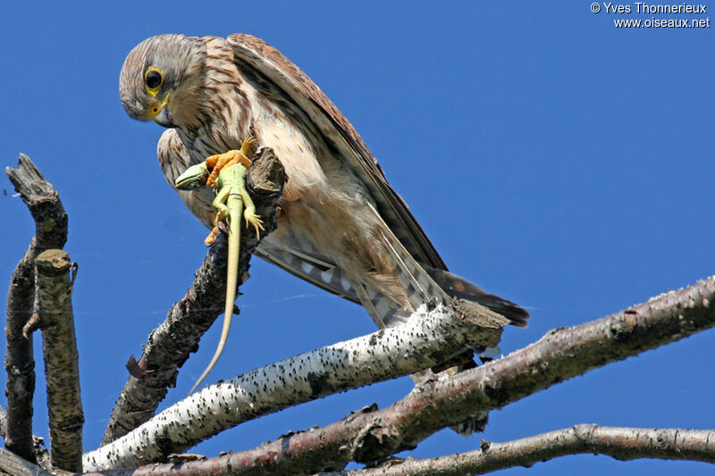 Common Kestrel female adult