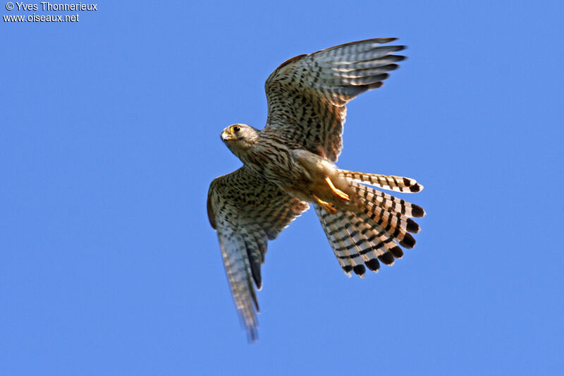 Common Kestrel female adult