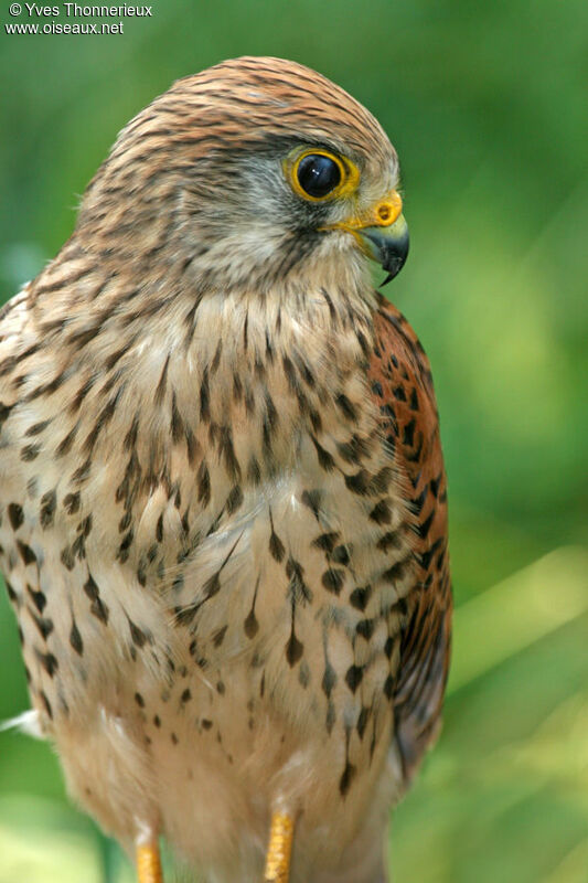 Common Kestrel female adult