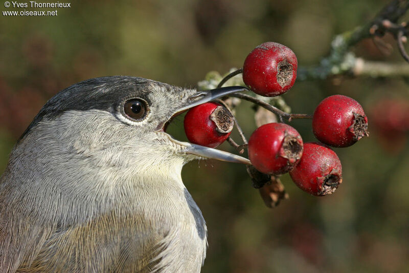 Eurasian Blackcap male