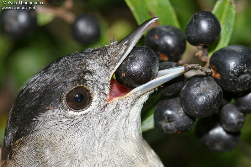 Eurasian Blackcap male First year