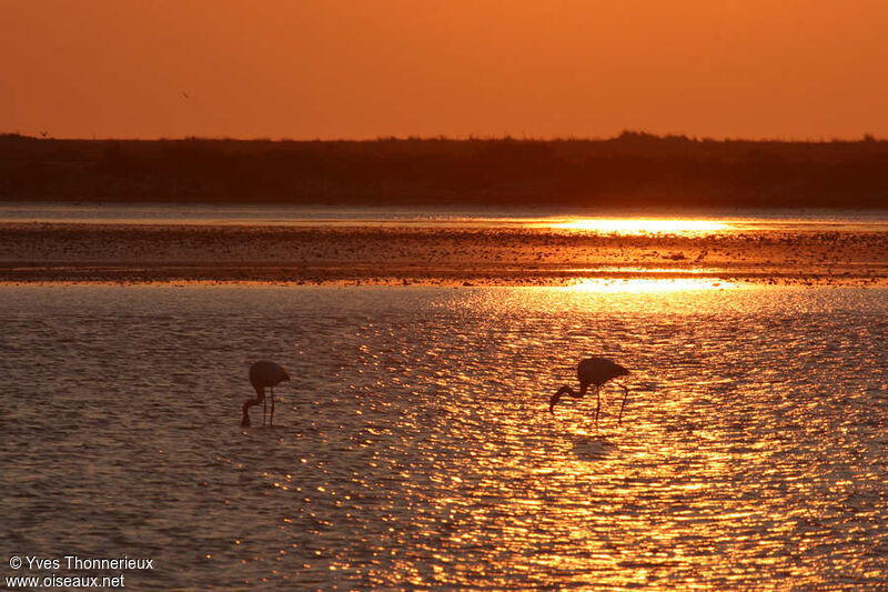 Flamant rose