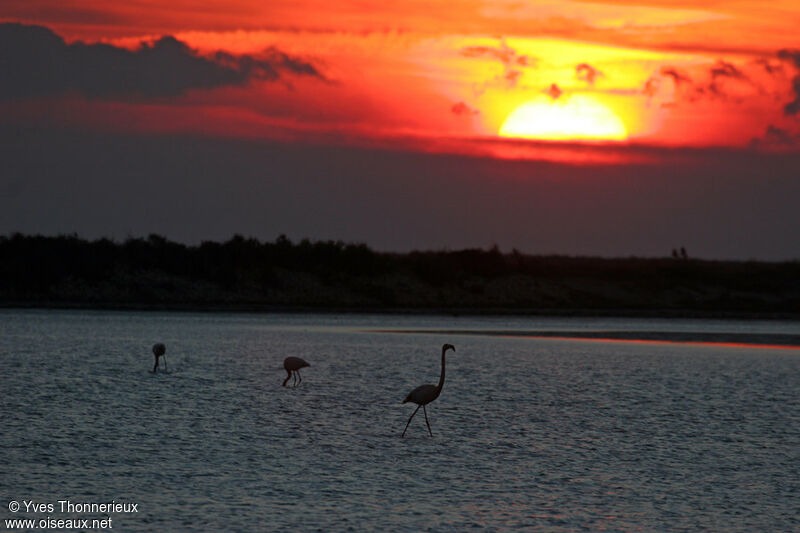 Flamant rose