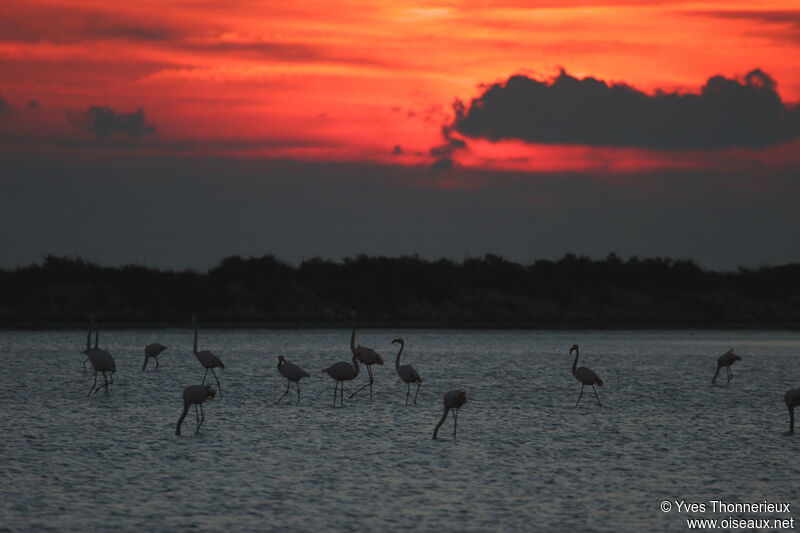 Flamant rose