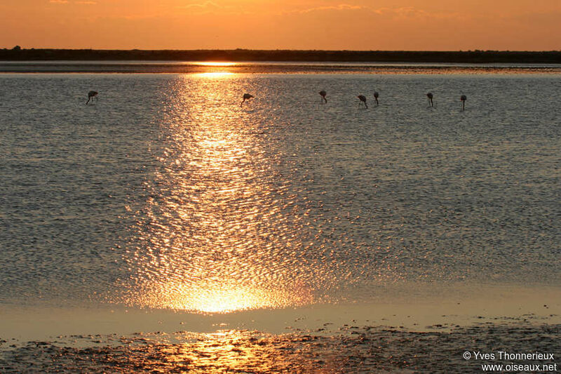 Greater Flamingo