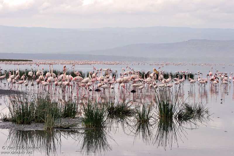 Flamant rose