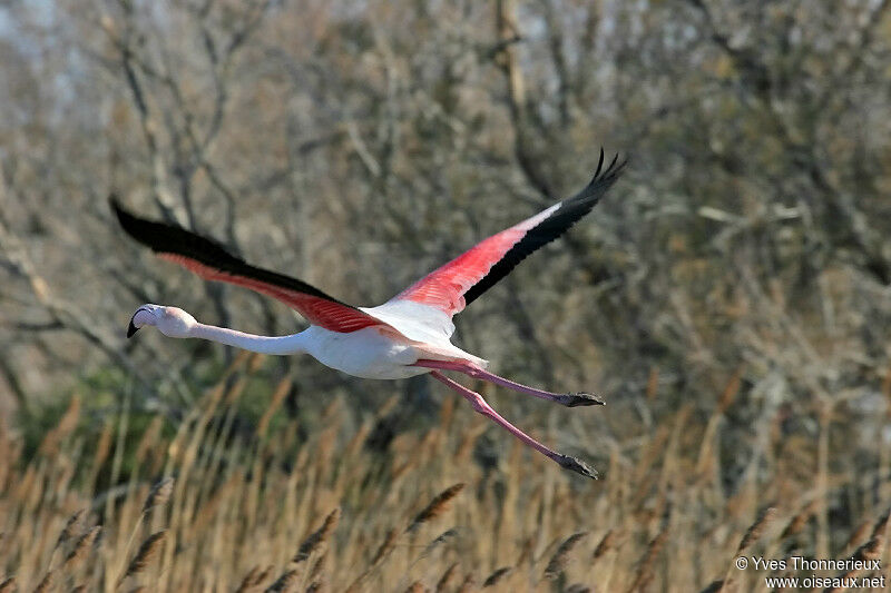 Flamant rose