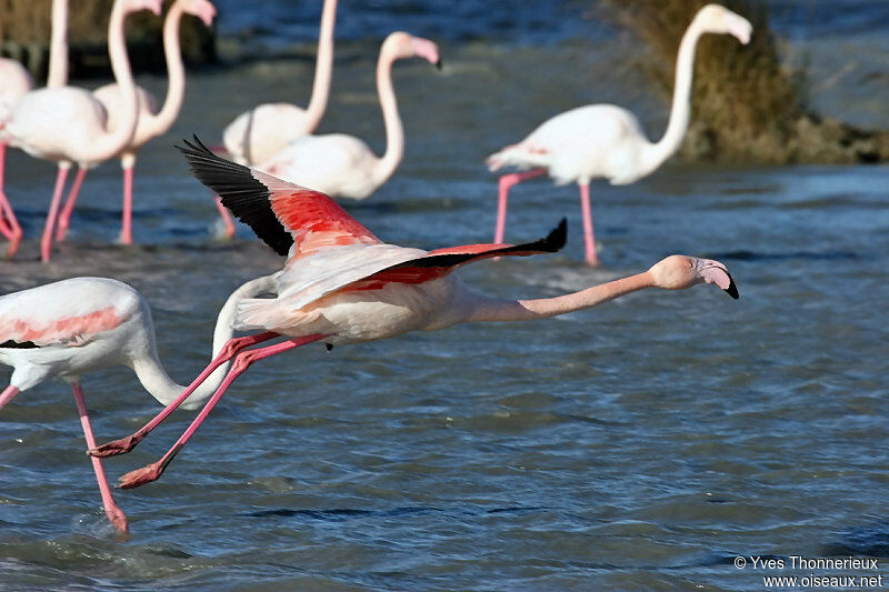 Flamant rose