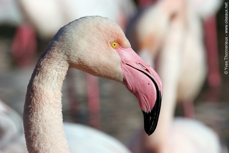 Flamant rose