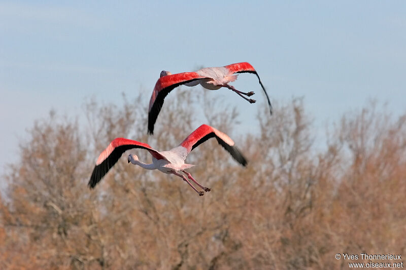 Greater Flamingo