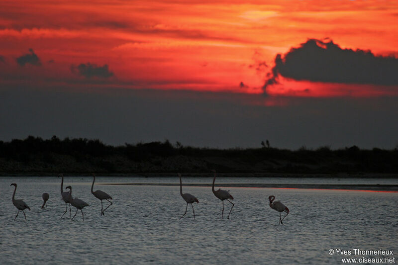 Flamant rose