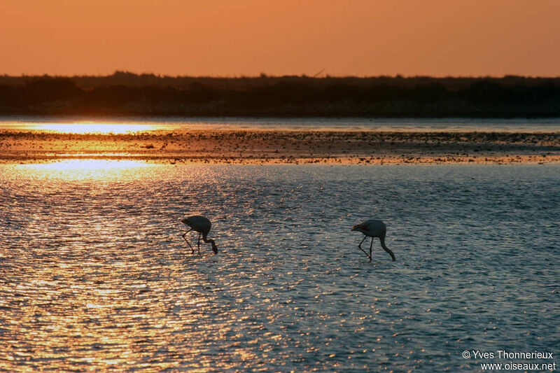 Flamant rose