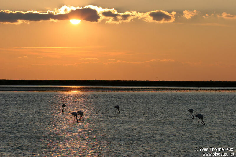 Flamant rose