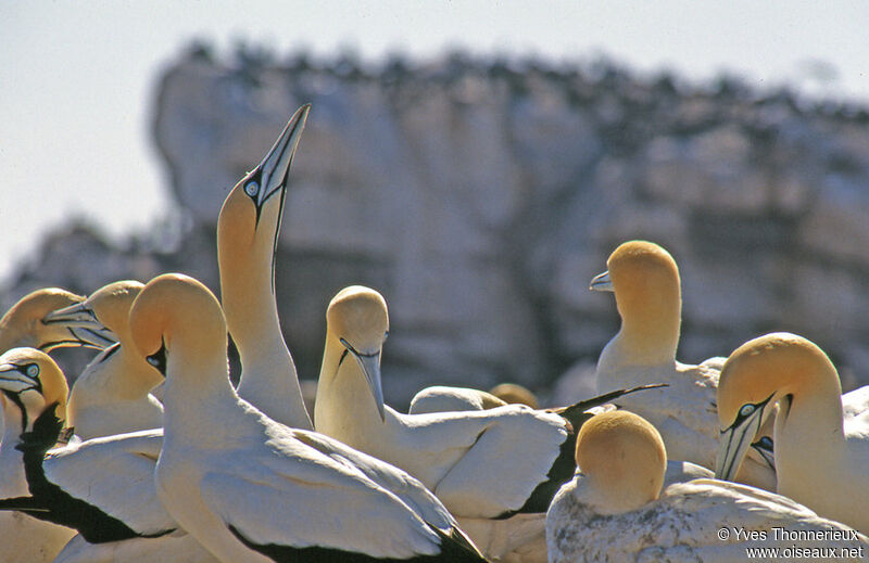 Cape Gannet