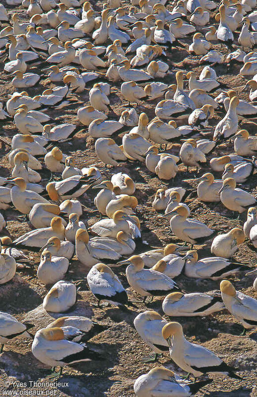 Cape Gannet