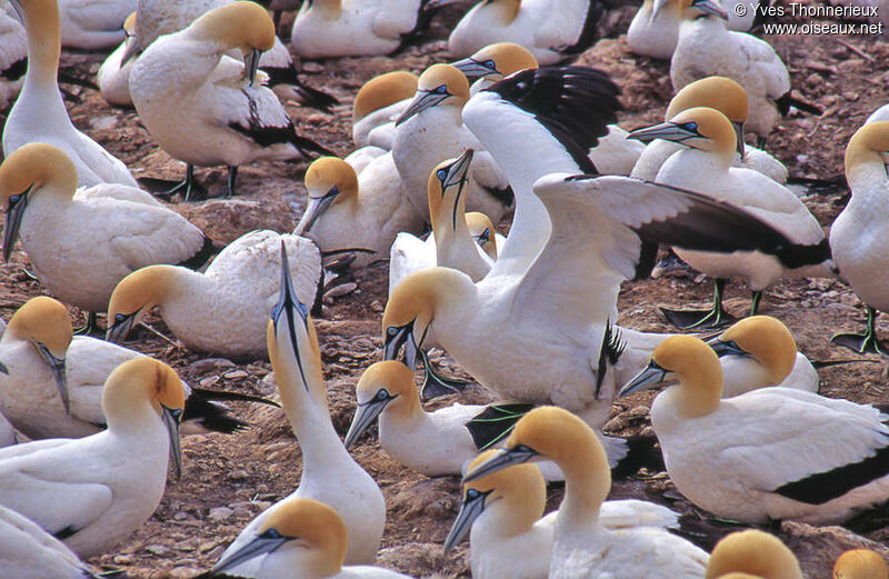 Cape Gannet