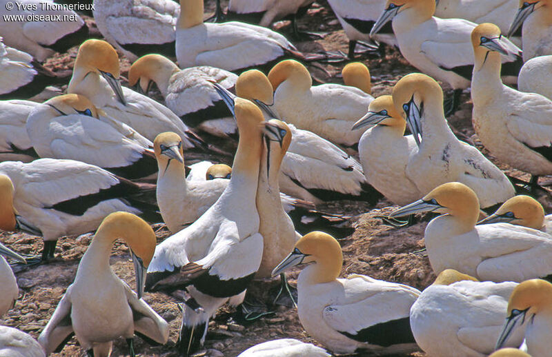 Cape Gannet