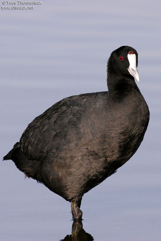 Red-knobbed Coot