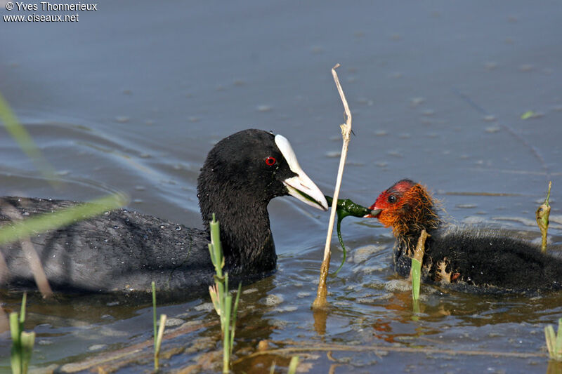 Eurasian Coot