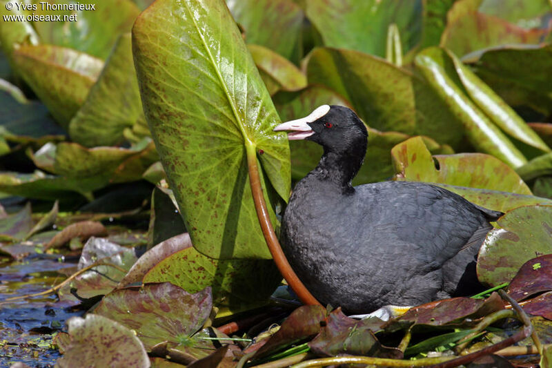 Foulque macrouleadulte