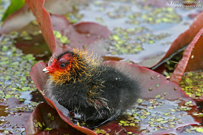 Foulque macroulejuvénile