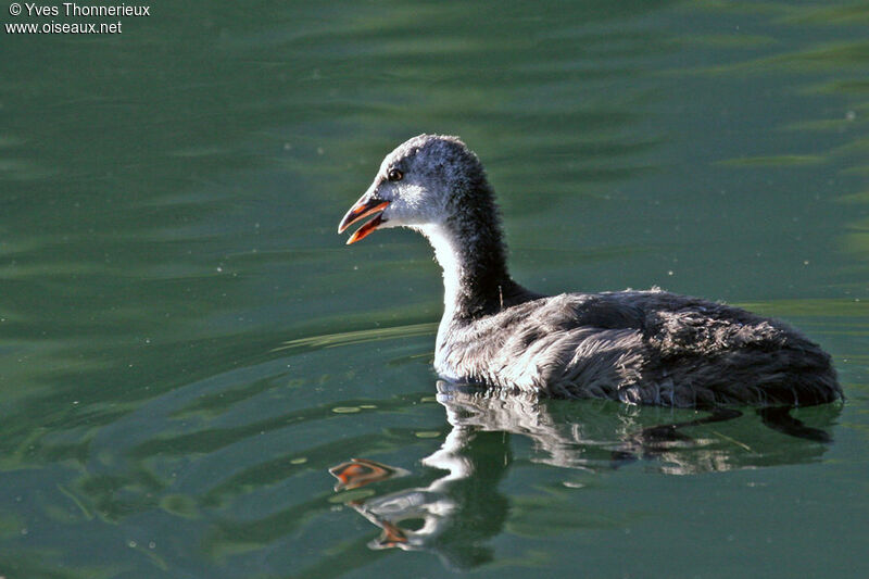 Foulque macroulejuvénile