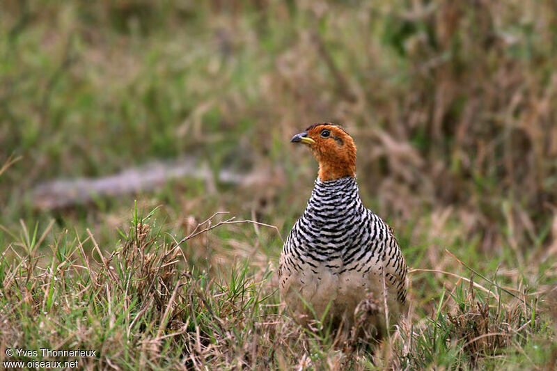 Coqui Francolin